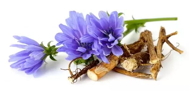 Chicory korenina